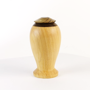 Display/Keepsake Mini-  Cypress Kahaikatea Paua  2502019