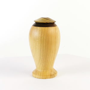 Display/Keepsake Mini-  Cypress Kahaikatea Paua  2502019